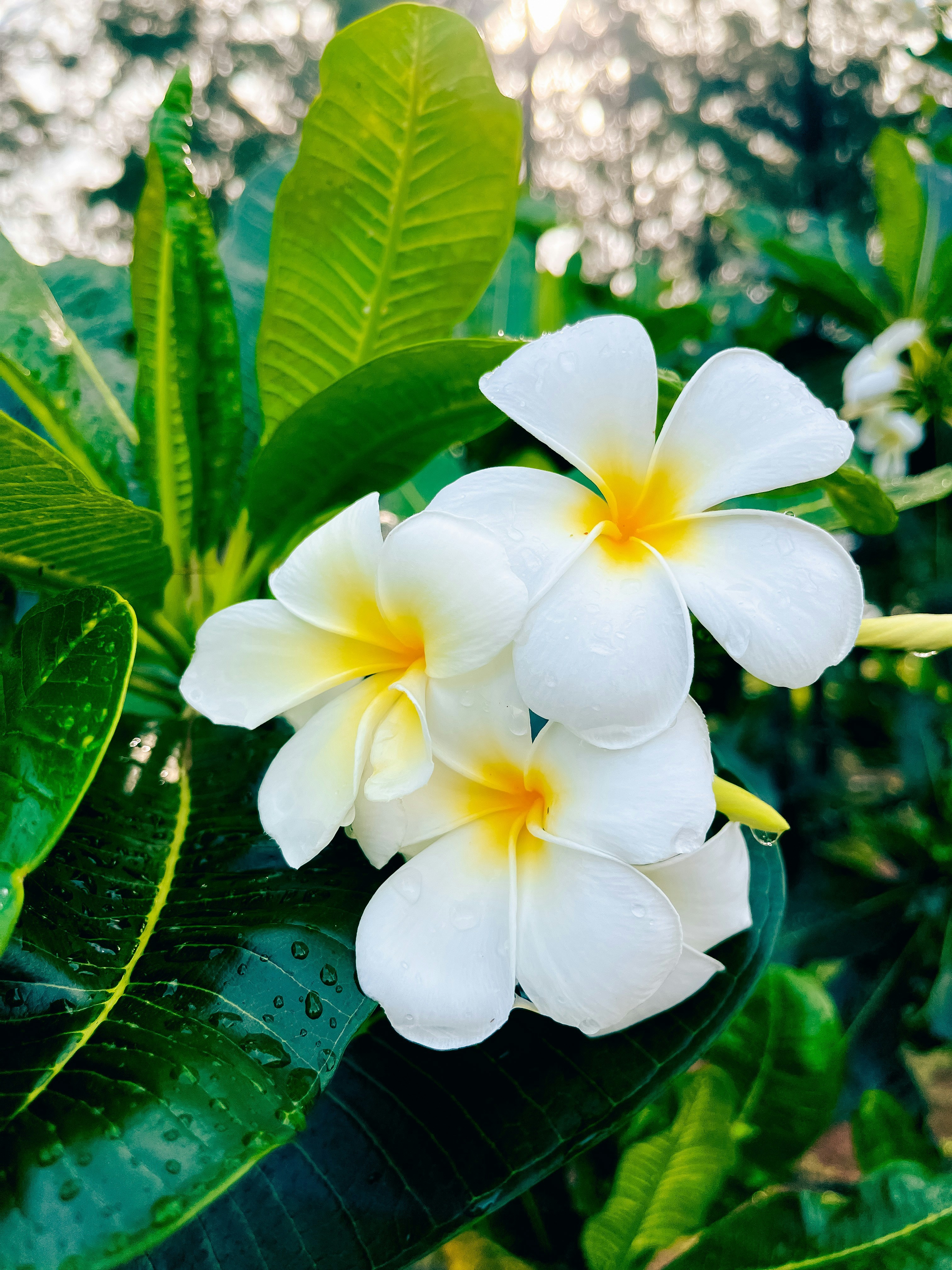Plumeria flowers